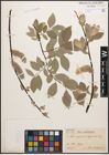 Foto von Salix caprea L. x Salix lapponum L.